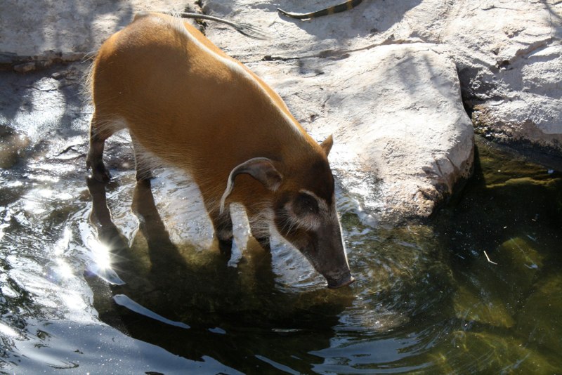 A really weird looking pig!