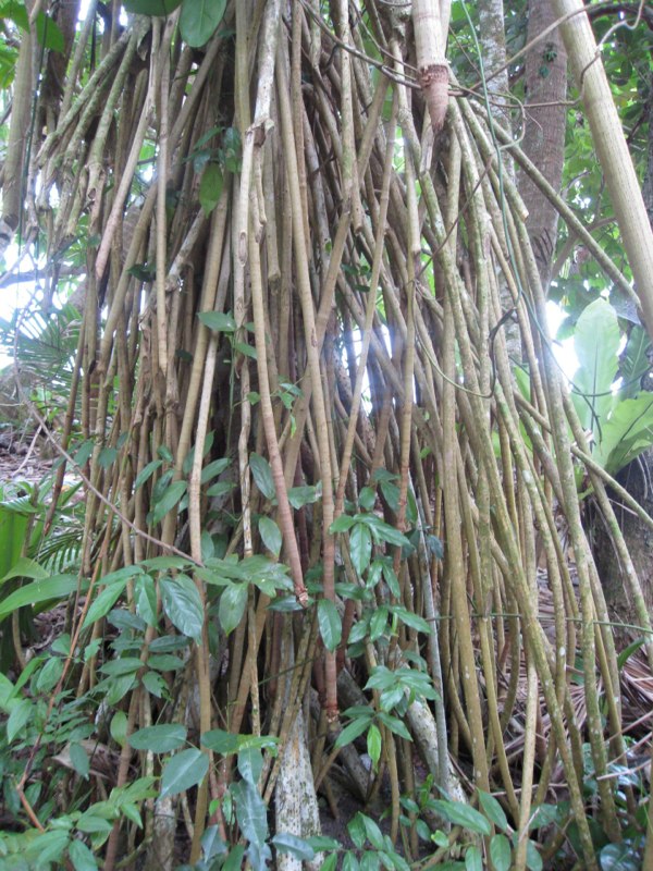 Fiji, Taveuni photo 44