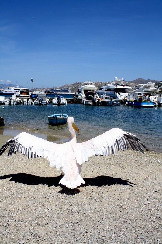 Mykonos photo 40