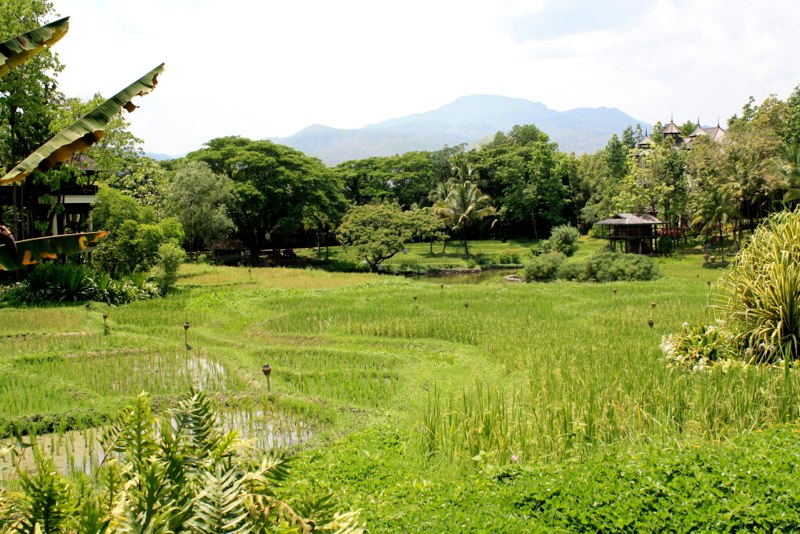View over rice fields