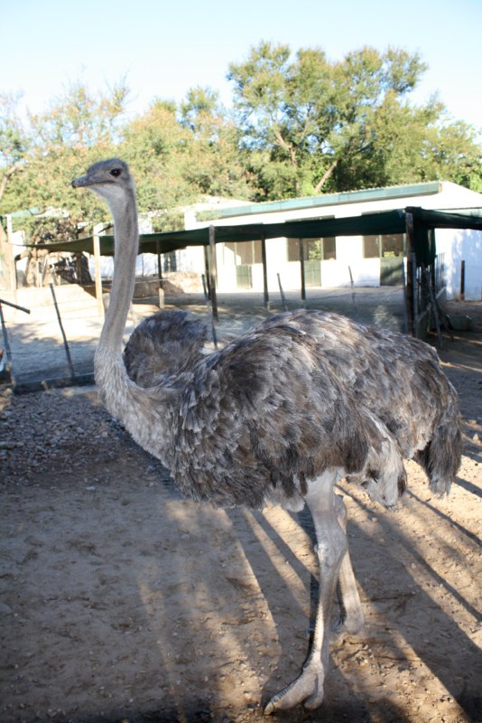 The 2nd fasted animal in the world!