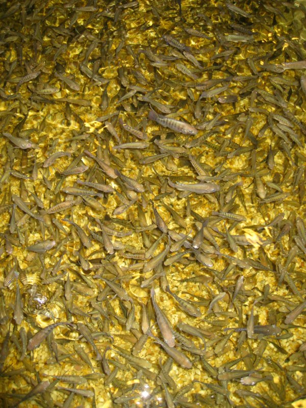 YES a lot of fish