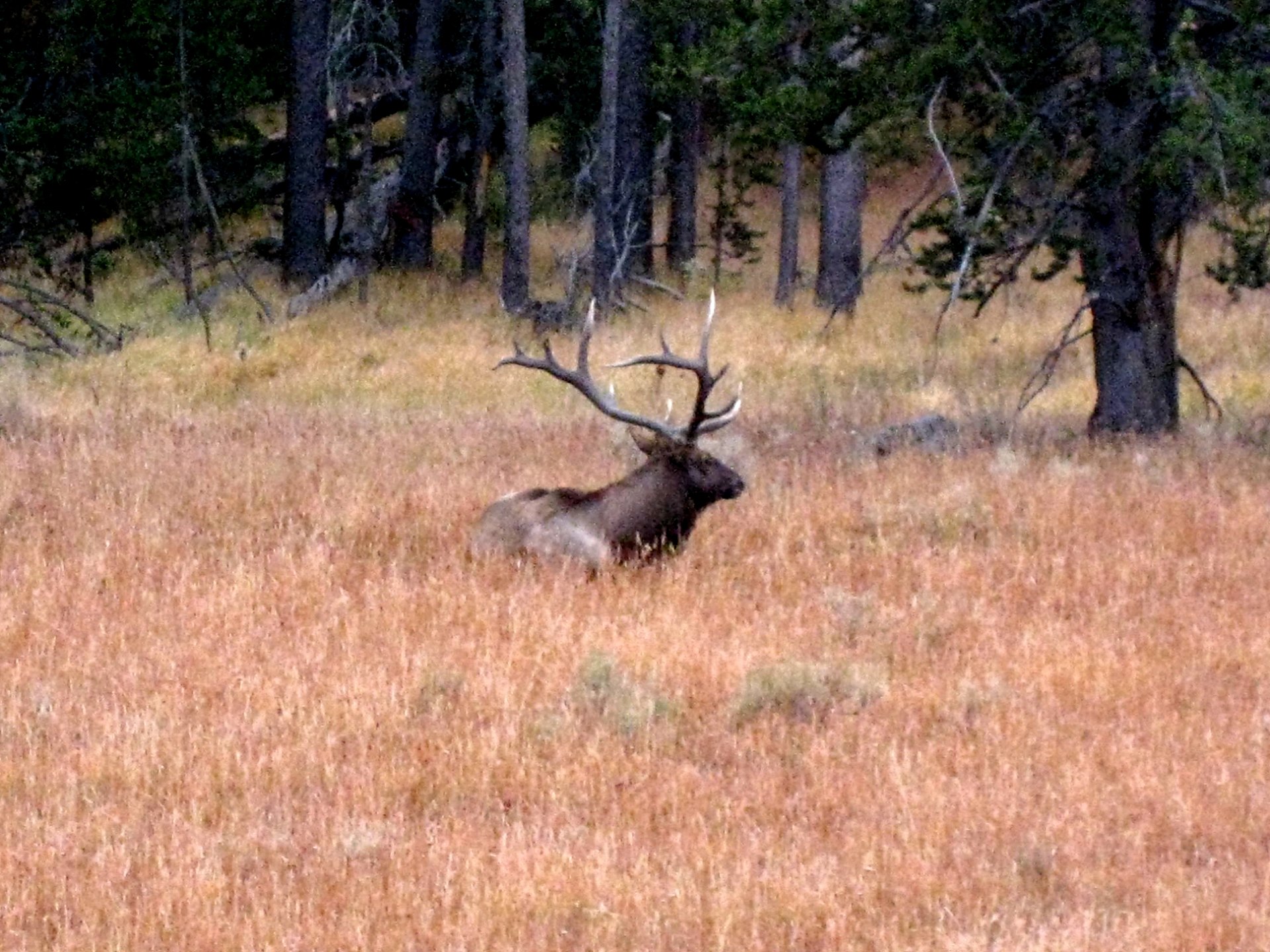 A big Elk