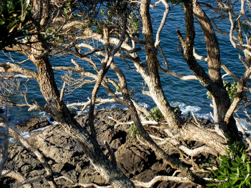 NZ Coromandel photo 10