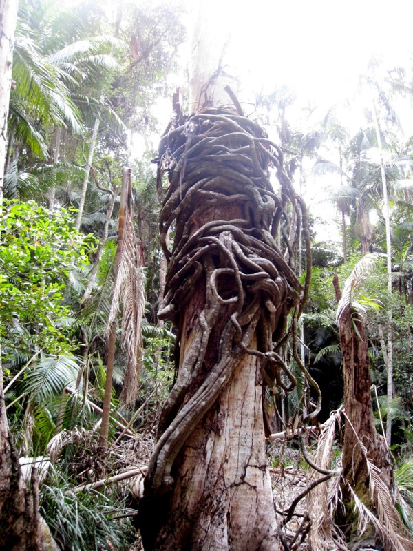 Weird trees