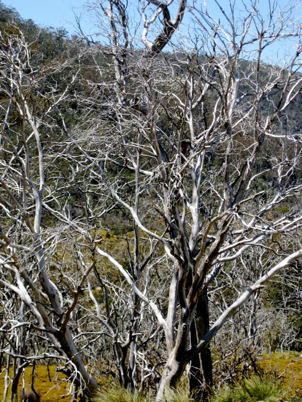 AUS-Tasmania photo 38