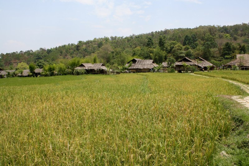 Rice fields