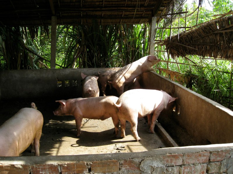 Curious pig