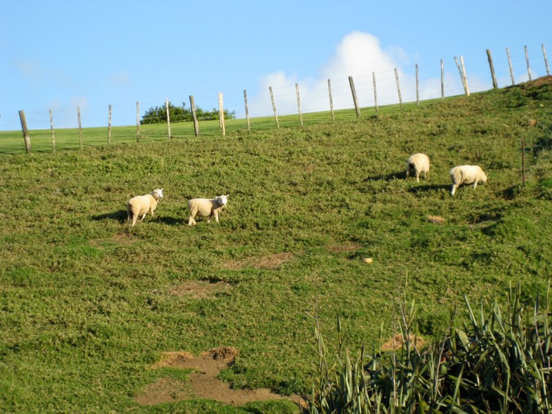 and lambs..