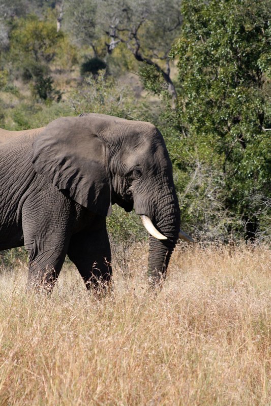 Kruger Park photo 64