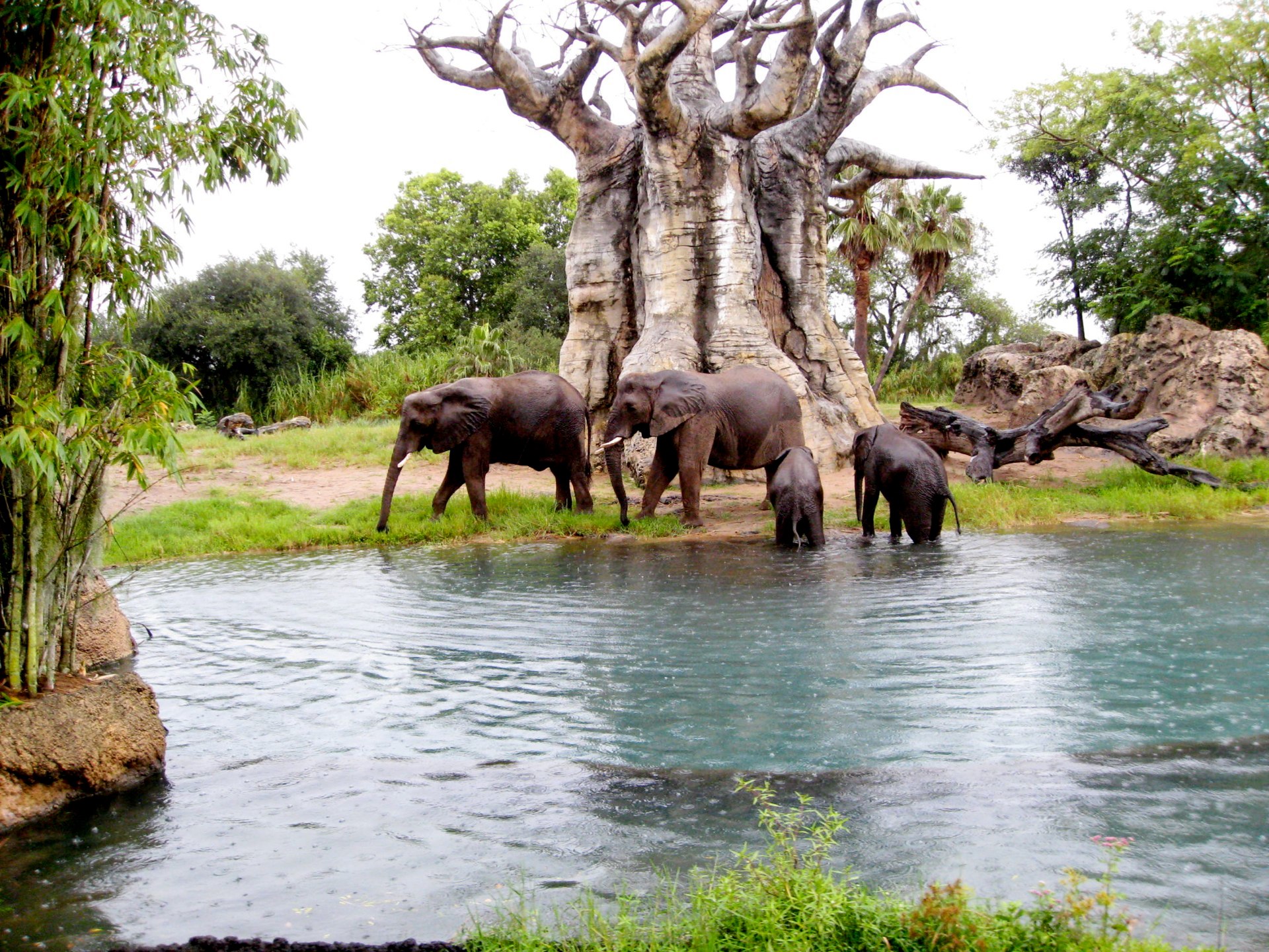 Elephants so close...
