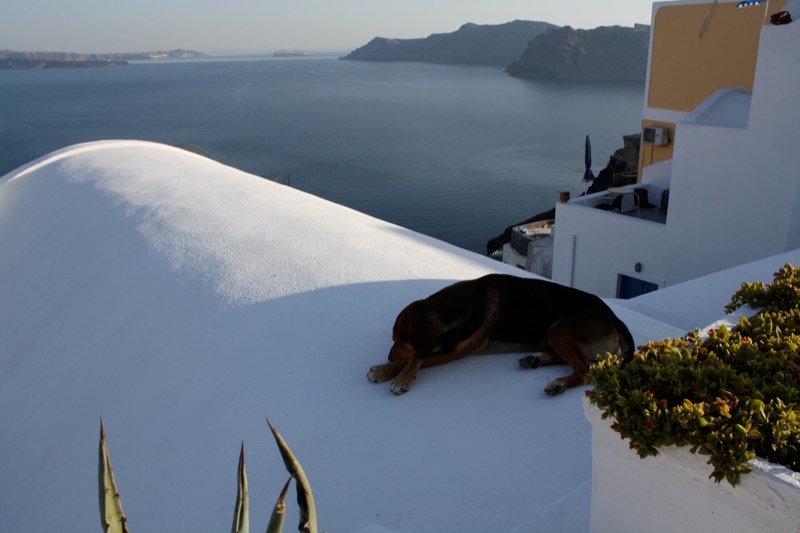 Sleepy dog