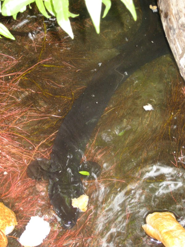 Eel