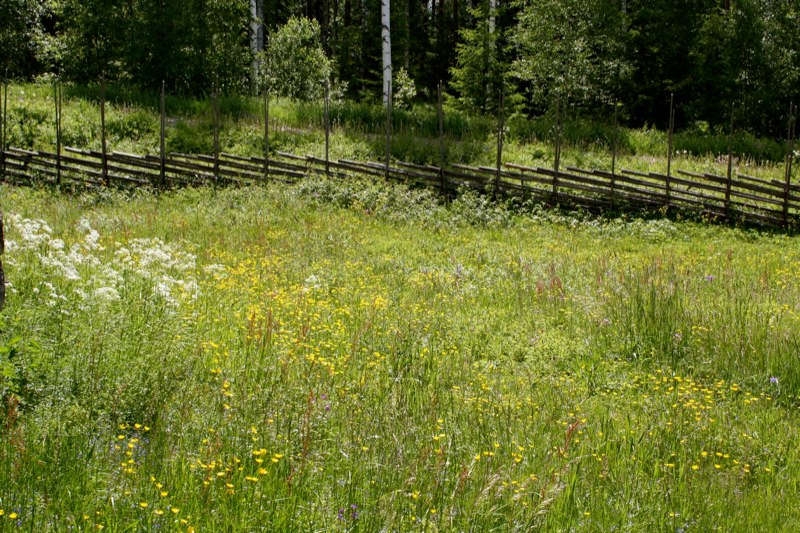 Sweden 2 photo 75