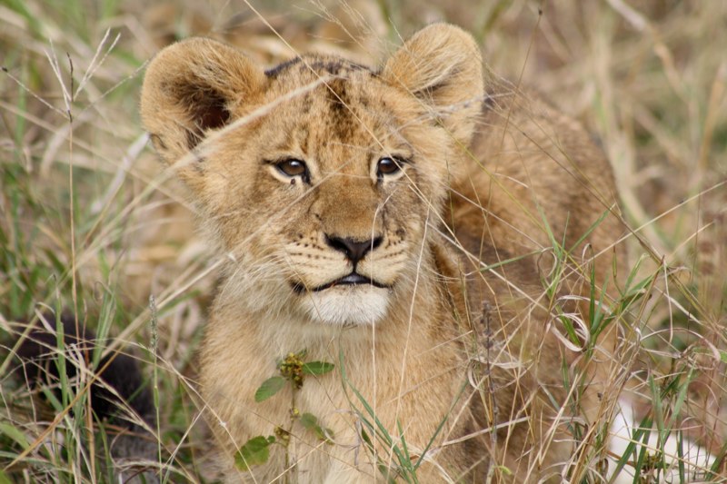 Kruger Park photo 15
