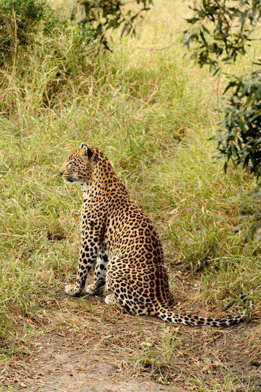 Big cat