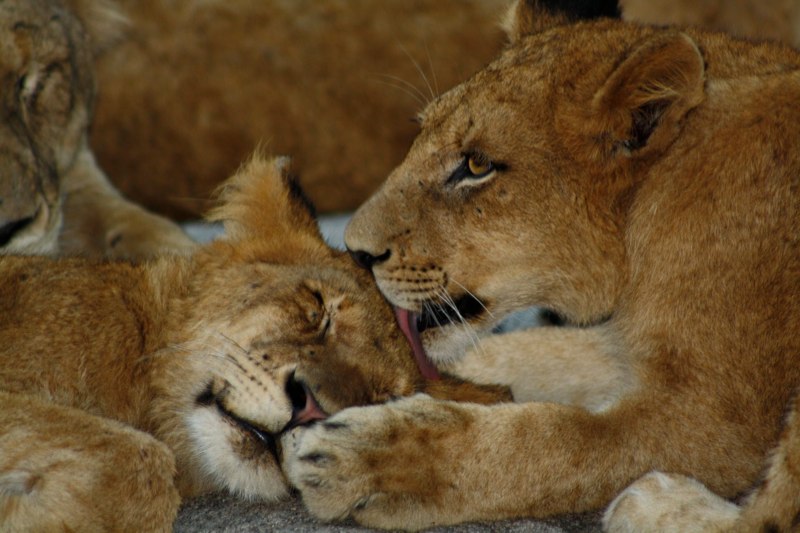 Kiss