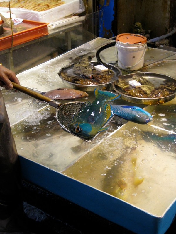 Very blue fish
