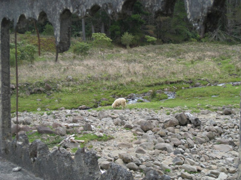 Lost sheep