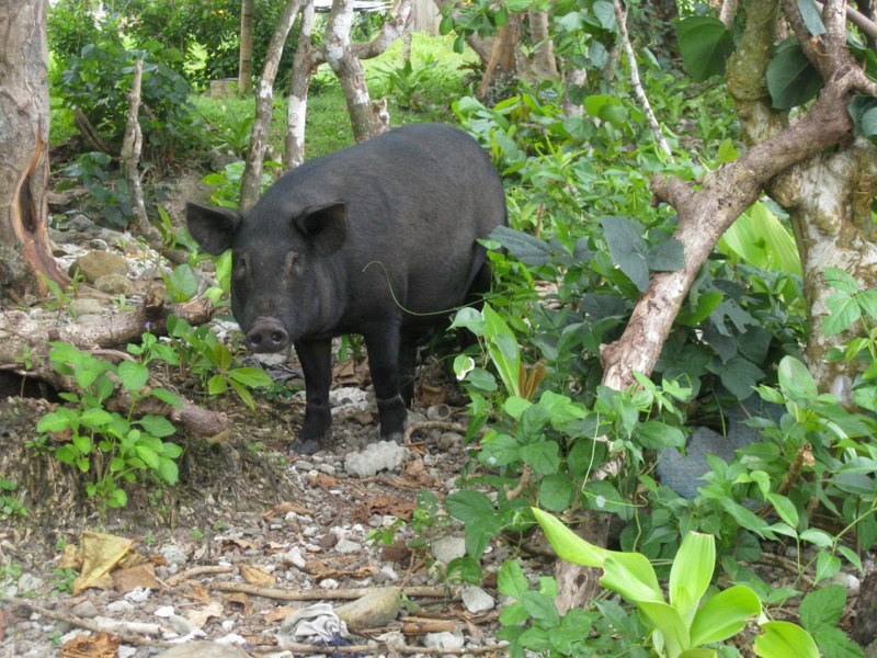 Fiji, Taveuni photo 46
