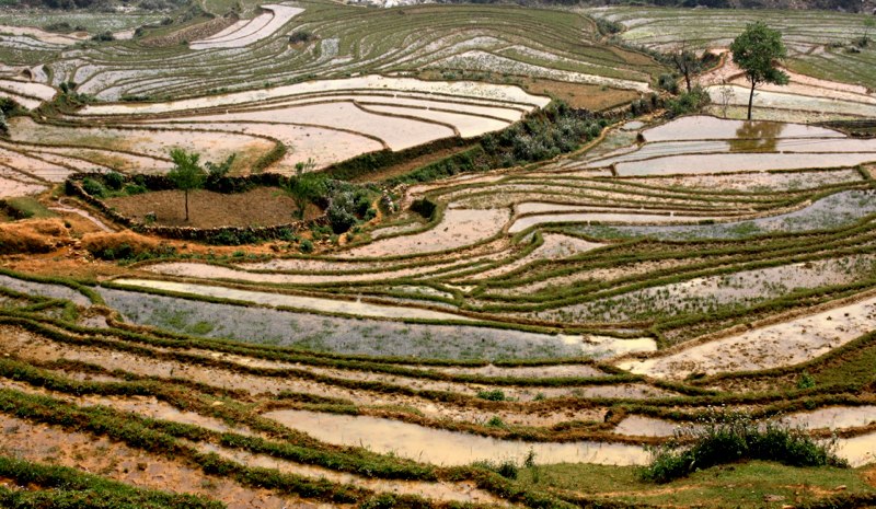 Sapa