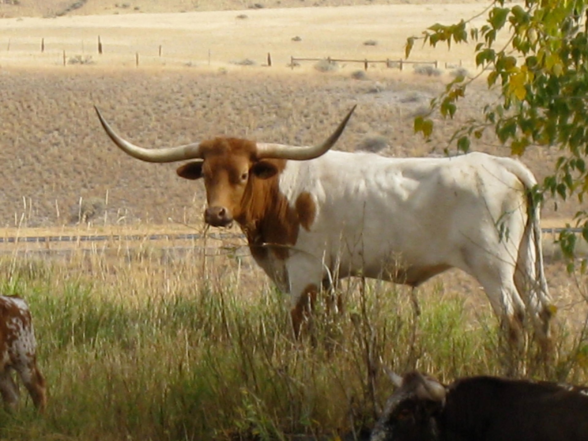 Long horns in MT!!