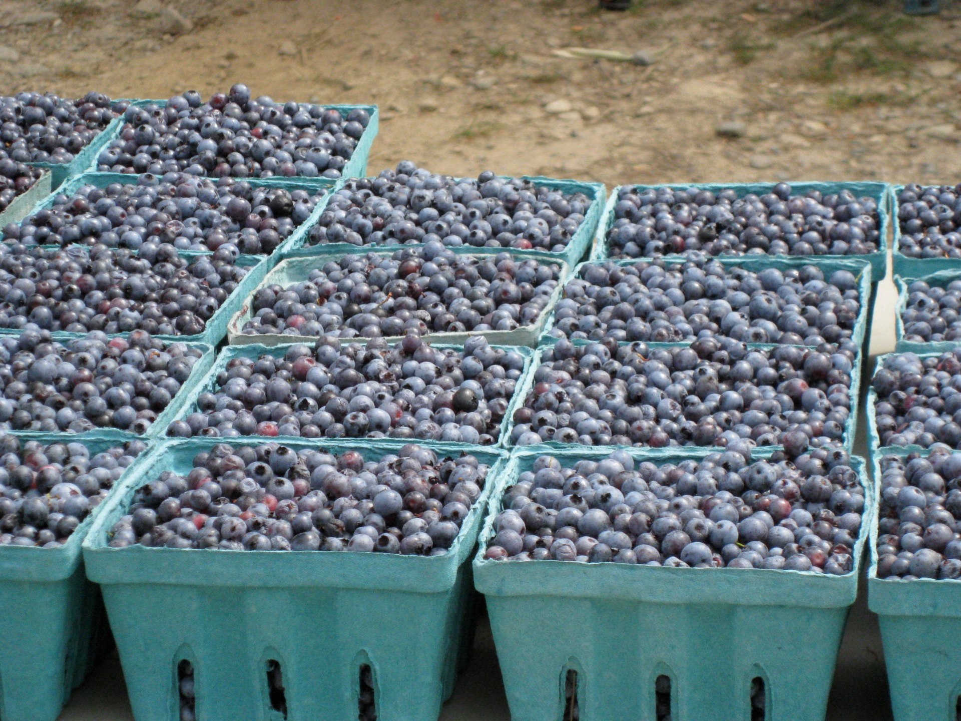 Blueberries from Maine