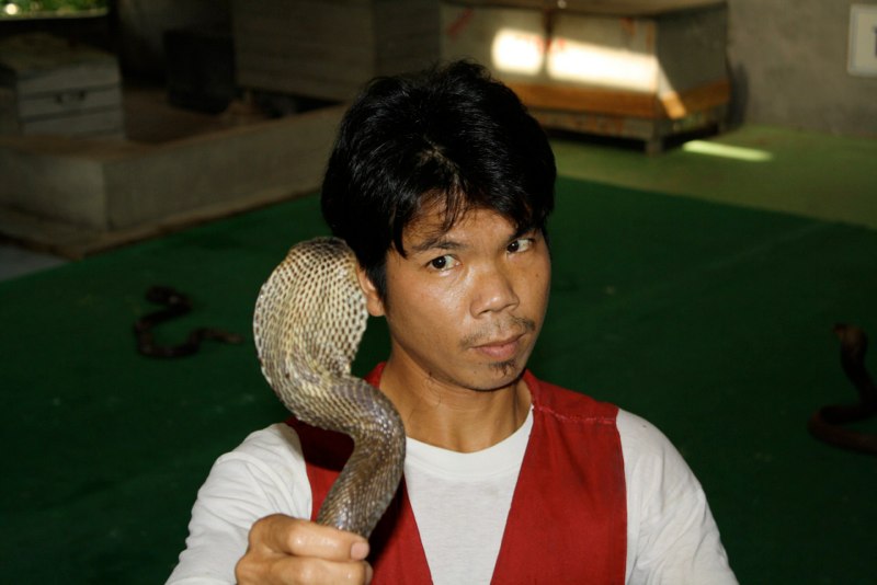 Cobra staring