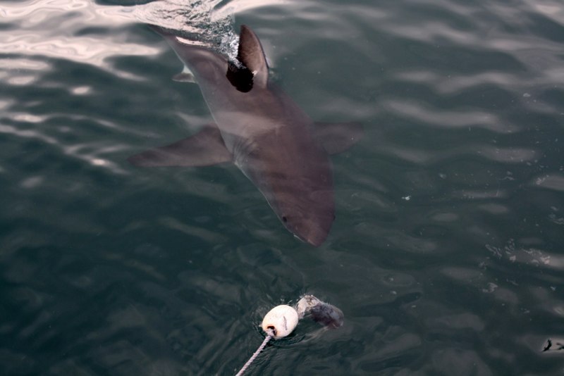a SHARK!!