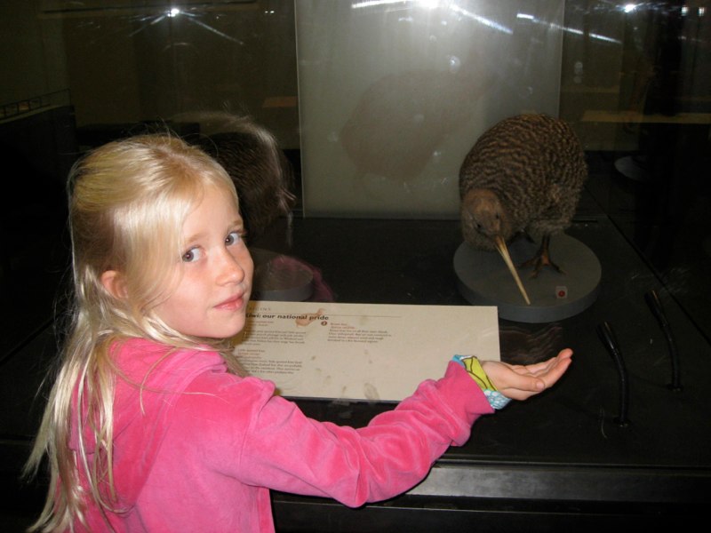 A Kiwi bird