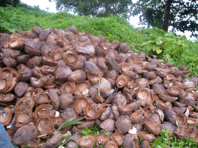 Coconut factory..