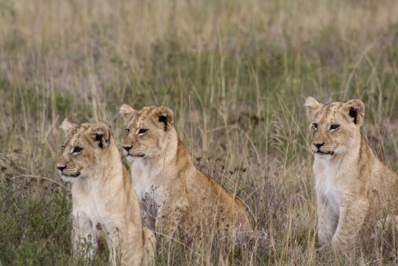 Eastern Cape photo 93