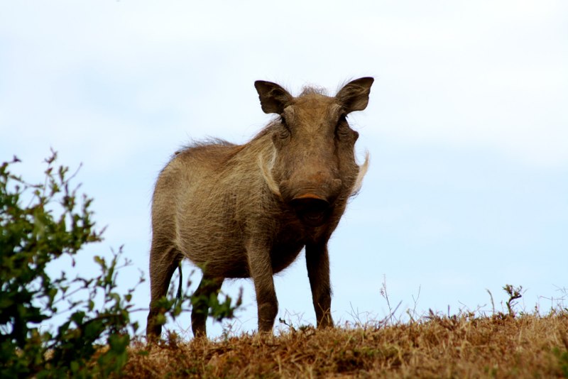 Eastern Cape