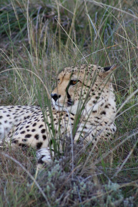 a nice cheetah hanging in the grass<br /><br />