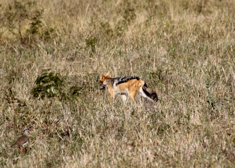 Jackal
