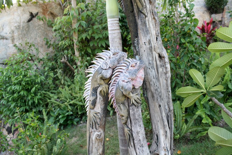 In the garden