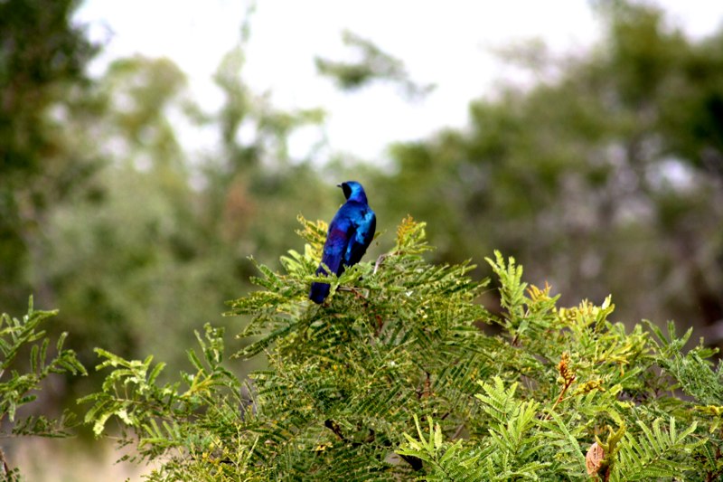 Kruger Park photo 30