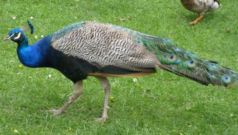 Peacock