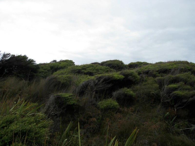 Wind sculpted trees