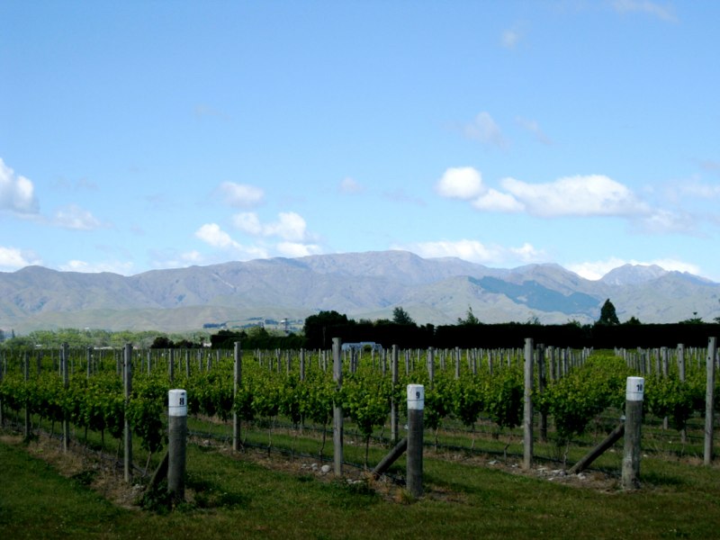 Look how straight the vine rows are!!