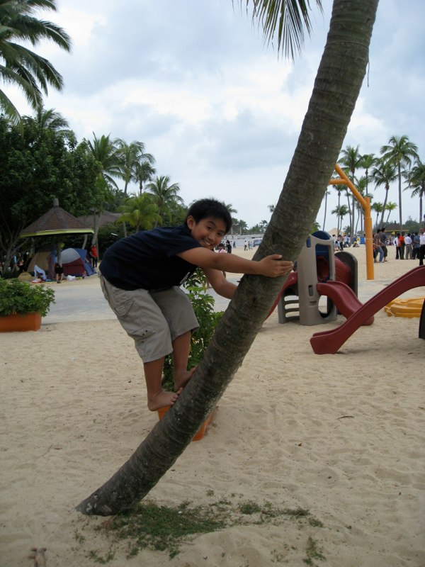 Trying to climb the palm tree