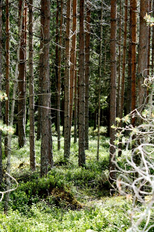 Swedish forest