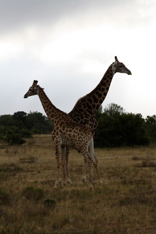 Eastern Cape photo 95