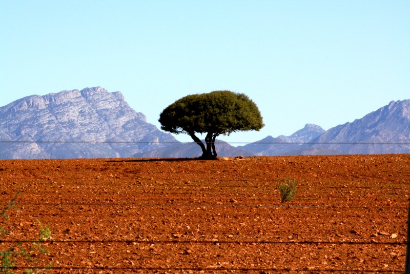 Red Africa