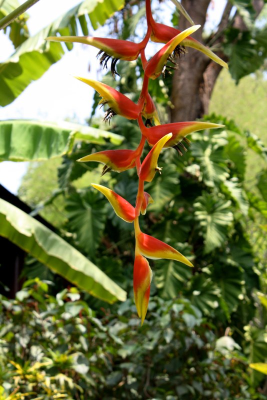 Chiang Mai photo 23