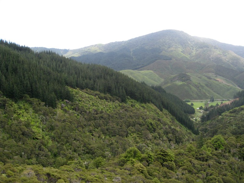 The view