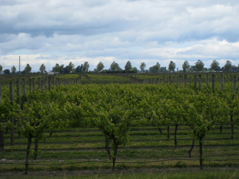Marlborough NZ, vine is very good!