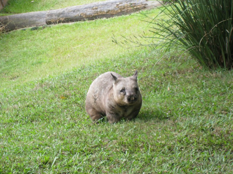 AUS-Sunshine Coast photo 23