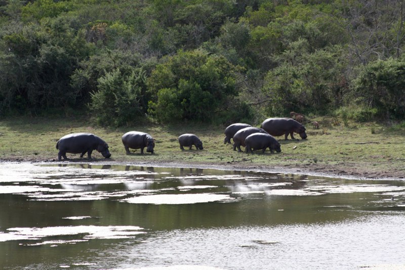 Hippos outside on our doorstep