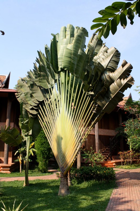 Cambodia photo 61